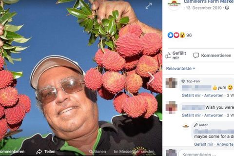 Ein Leben für Lychees: Seit 40 Jahren züchtet Tibby Dixon die Früchte 