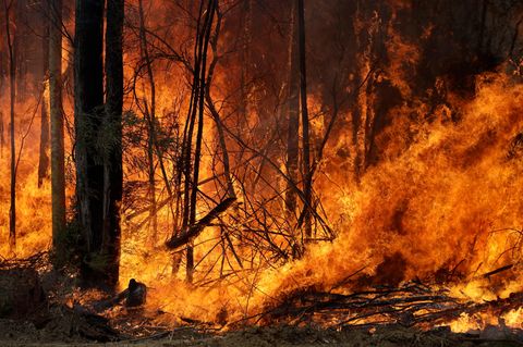 Australien, Tomerong: Ein Buschfeuer, welches gelegt wurde um einen größeren Brand in der Nähe einzudämmen