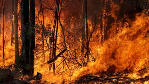 Australien, Tomerong: Ein Buschfeuer, welches gelegt wurde um einen größeren Brand in der Nähe einzudämmen