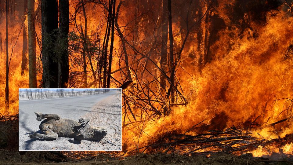 Verheerende Buschfeuer: Experte: Eine Milliarde Tiere sterben bei den Bränden in Australien Verheerende Buschfeuer: Experte: Eine Milliarde Tiere sterben bei den Bränden in Australien