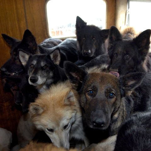 Animal Hoarding: Wenn Tiere-Sammeln zum Zwang wird