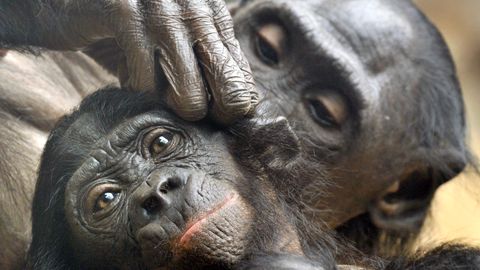 Im Zoo von Frankfurt am Main sitzen zwei Bonobo-Affen und betreiben Fellpflege