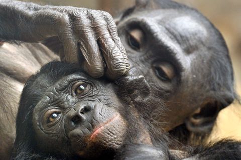 Im Zoo von Frankfurt am Main sitzen zwei Bonobo-Affen und betreiben Fellpflege