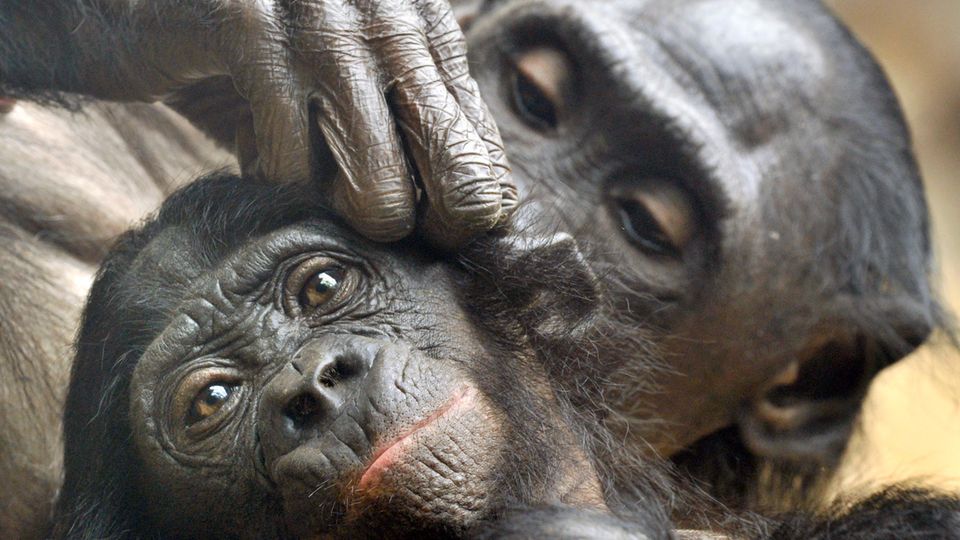 Im Zoo von Frankfurt am Main sitzen zwei Bonobo-Affen und betreiben Fellpflege