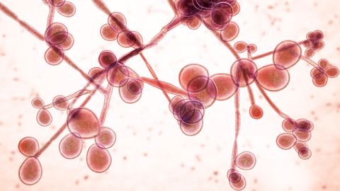 Candida auris ist gegen viele Anti-Pilz-Mittel resistent
