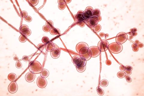 Candida auris ist gegen viele Anti-Pilz-Mittel resistent