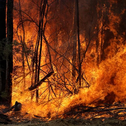 Ein Buschfeuer, welches gelegt wurde um einen größeren Brand in der Nähe einzudämmen, brennt im Bundesstaat New South Wales