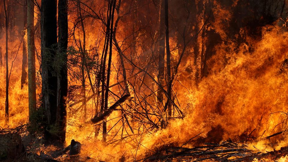 Ein Buschfeuer, welches gelegt wurde um einen größeren Brand in der Nähe einzudämmen, brennt im Bundesstaat New South Wales