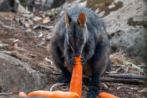 Känguru