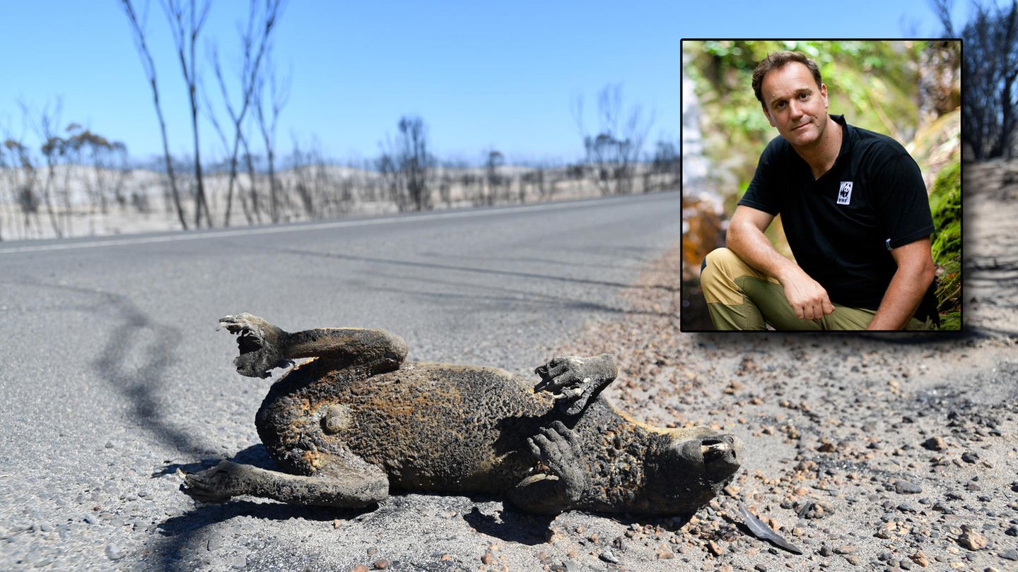 Australien, Adelaide: Ein Koala, liegt nach den Buschfeuern tot am Straßenrand
