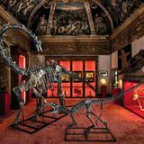 Diplodocus + Allosaurus