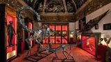 Diplodocus + Allosaurus
