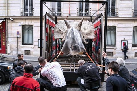 Kopf eines Triceratops