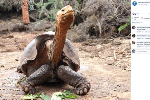 Schildkröte Diego