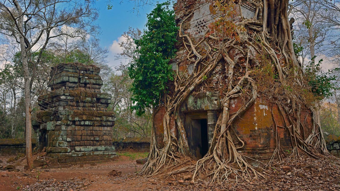 Überwuchte Tempel Koh Ker, Kambodscha