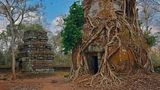 Überwuchte Tempel Koh Ker, Kambodscha