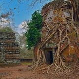 Überwuchte Tempel Koh Ker, Kambodscha