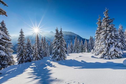 Einige Tannen im Tiefschnee