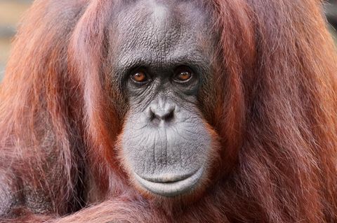 Orang-Utan-Dame beschützt Zoobesucherin, die gerade ihr Baby stillt