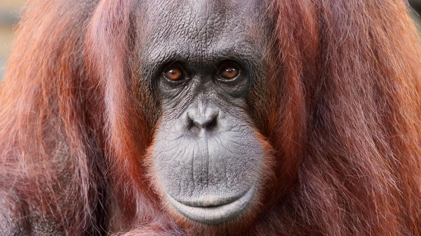 Orang-Utan-Dame beschützt Zoobesucherin, die gerade ihr Baby stillt