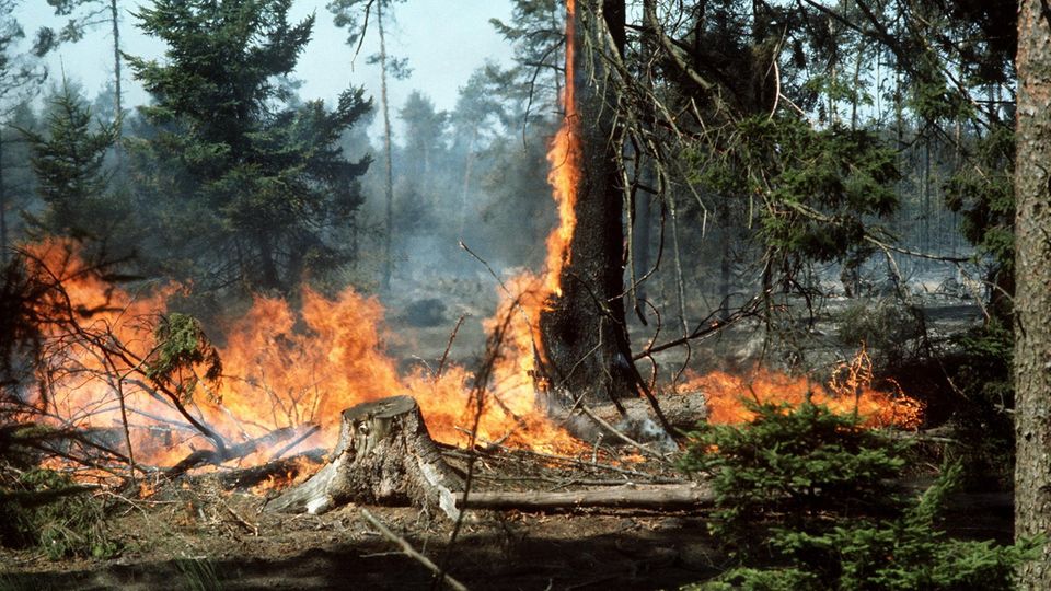 In einem Wald brennen Bäume