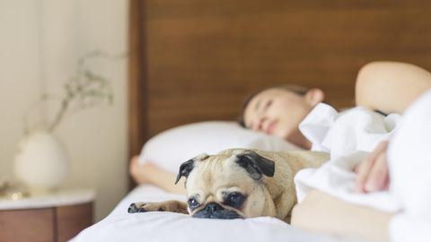 Mit dem Hund in einem Bett schlafen? Es gibt jede Menge Gründe dafür