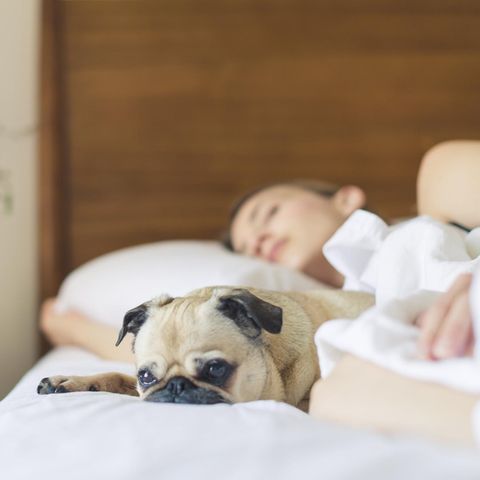 Mit dem Hund in einem Bett schlafen? Es gibt jede Menge Gründe dafür