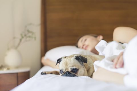 Mit dem Hund in einem Bett schlafen? Es gibt jede Menge Gründe dafür