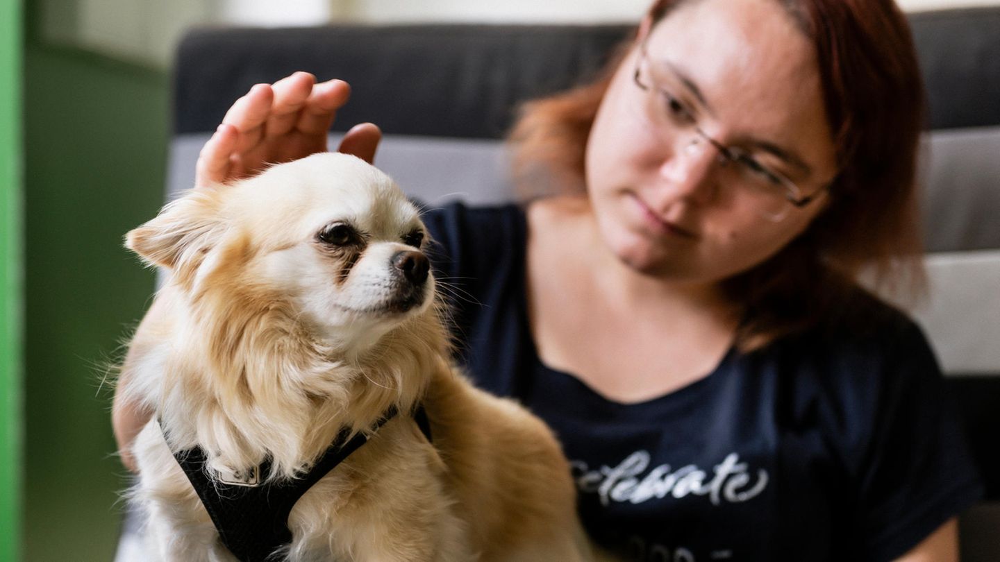 Deutschlands kleinster Therapiehund kann Tränenflüssigkeit wittern