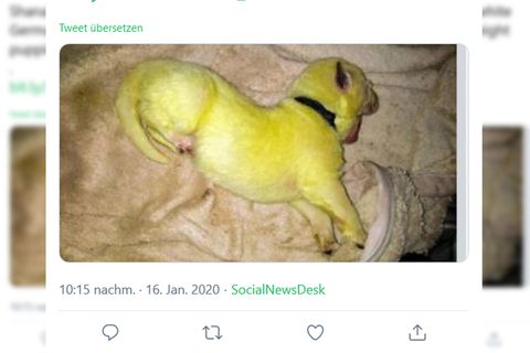 Der kleine Hundewelpe Hulk