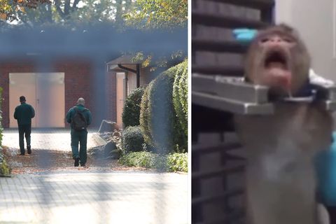 LPT-Tierversuchslabor in Mienenbüttel bei Hamburg; Versuchsaffe
