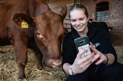 Influencerin mit Smartphone neben ihrem Angus-Rind