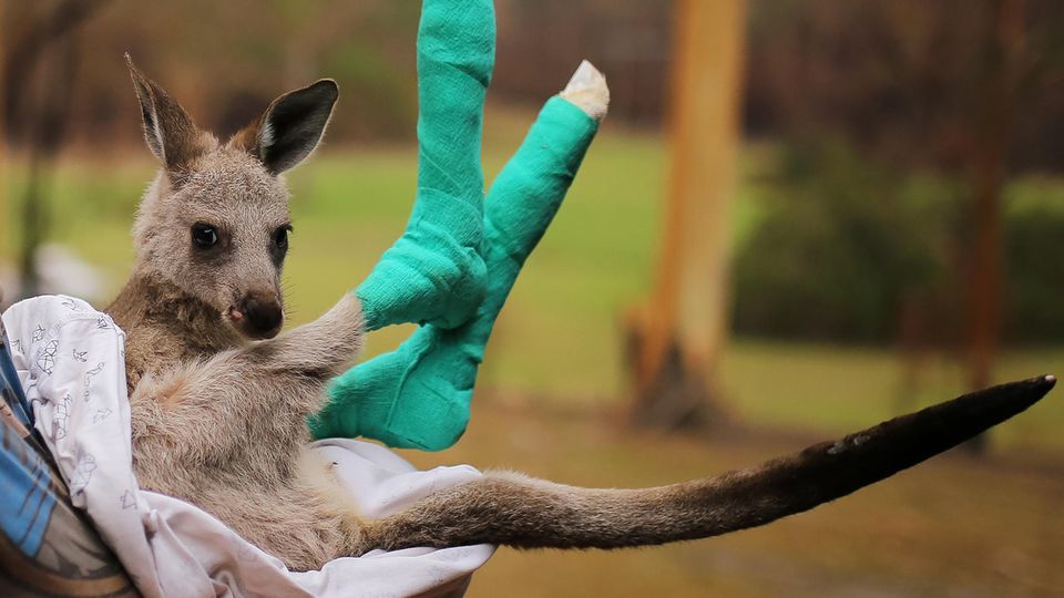 Känguru mit badagierten Pfoten Känguru mit badagierten Pfoten