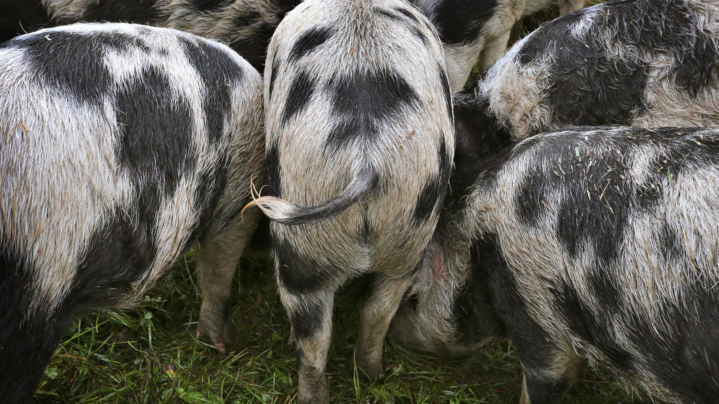 Polen: Hausschweine fressen Landwirt auf