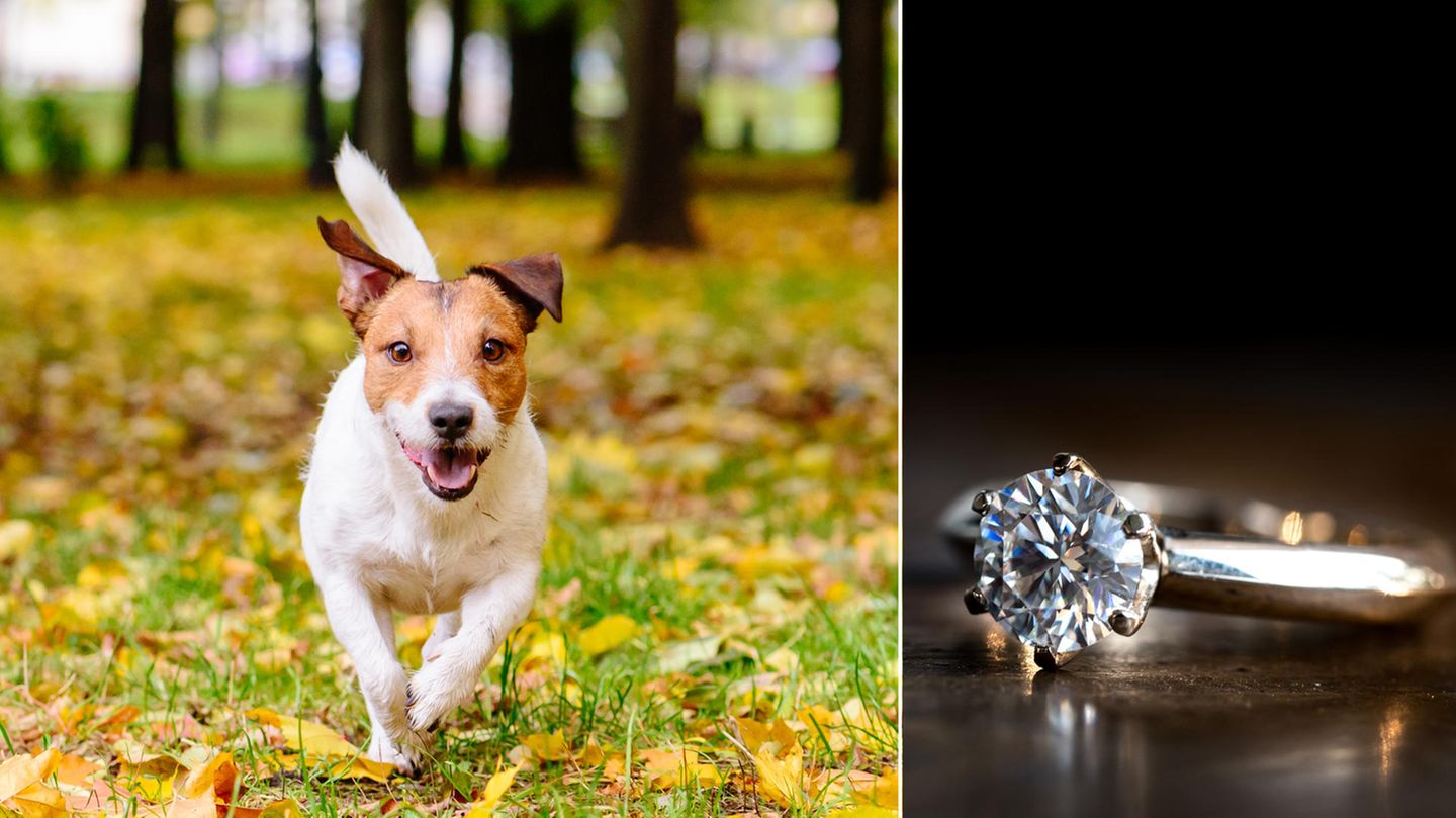 Ein Krankenhaus musste den Hund von dem Ringe befreien (Symboldbild).
