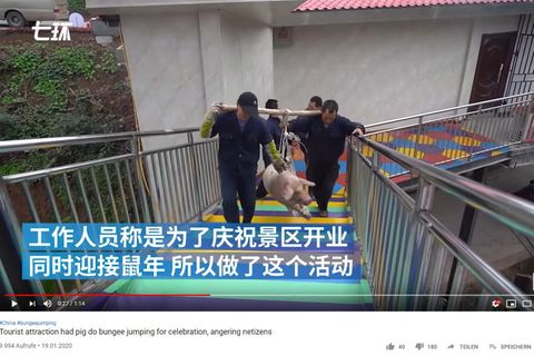 Schwein in China muss Bungee springen