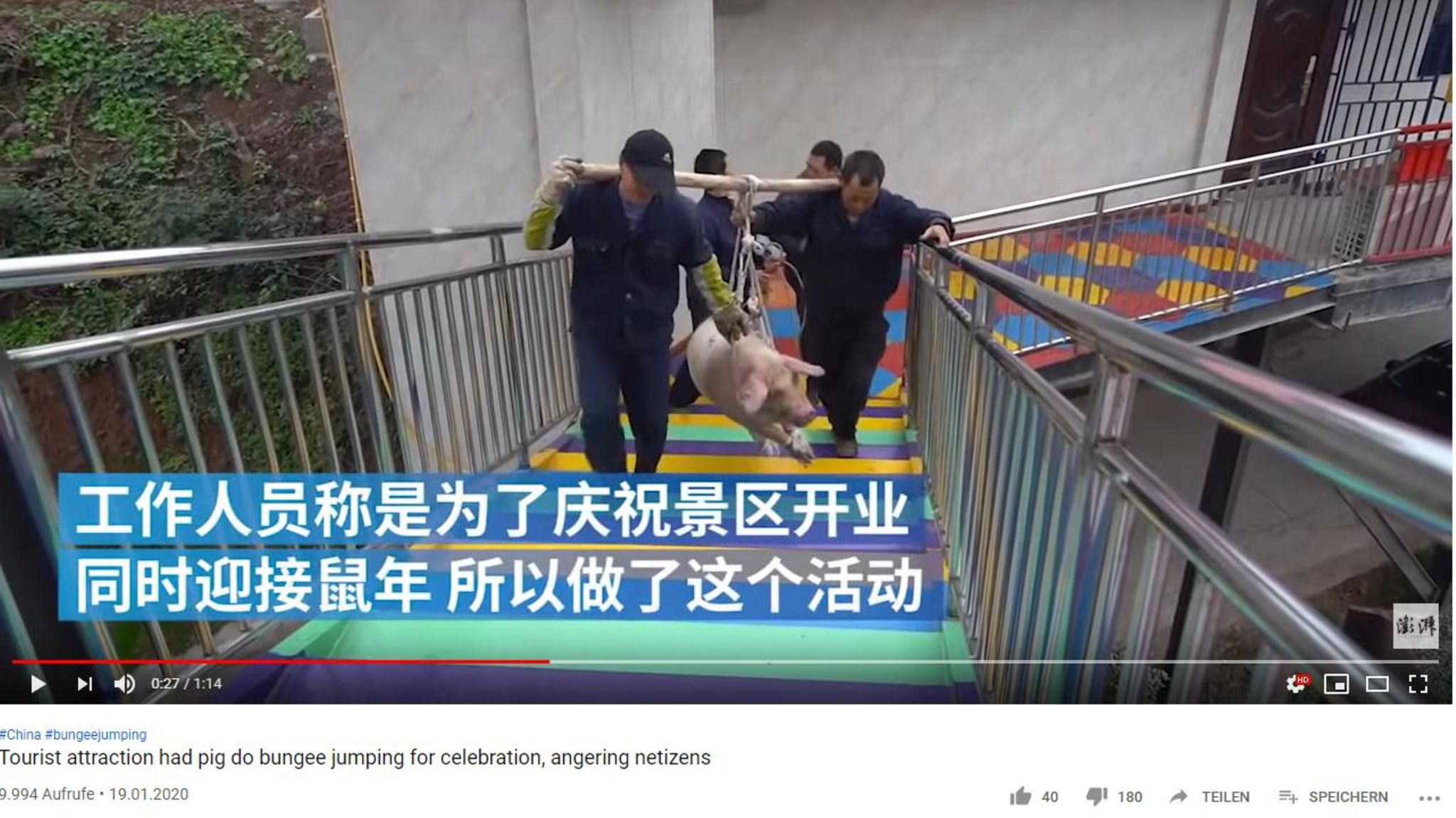 China: Freizeitpark wirft Schwein als Attraktion von Bungeeturm | STERN.de
