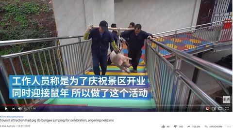 Schwein in China muss Bungee springen