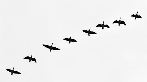 Wildgänse fliegen am trüben Himmel über der Lausitz