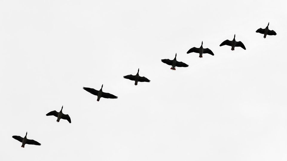 Wildgänse fliegen am trüben Himmel über der Lausitz