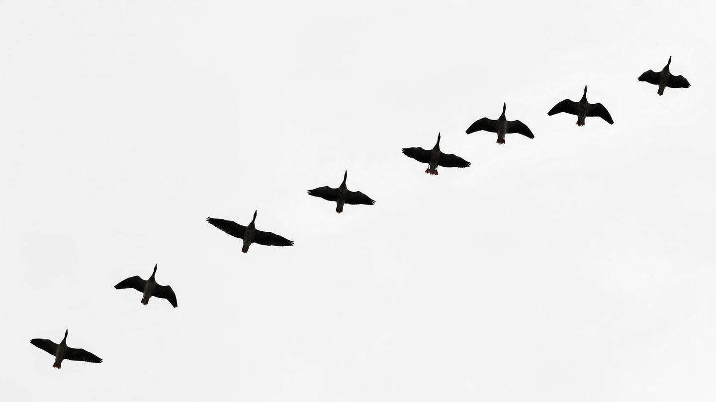 Wildgänse fliegen am trüben Himmel über der Lausitz
