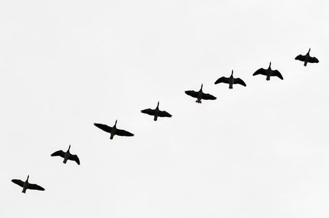 Wildgänse fliegen am trüben Himmel über der Lausitz