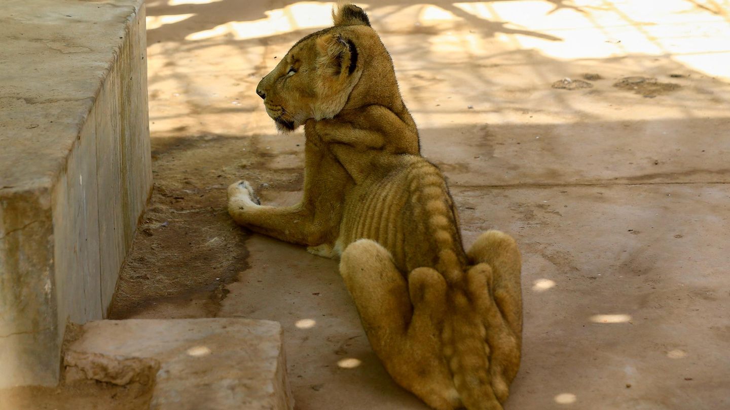 Sudan Funf Lowen Im Zoo Stehen Kurz Vor Dem Verhungern Stern De