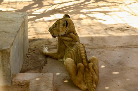 Ein abgemagerter Löwe in Khartum, Sudan