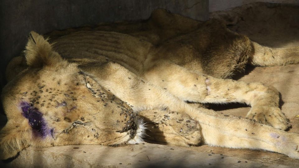 Ein Löwe schläft im Zoo von Khartum, Sudan