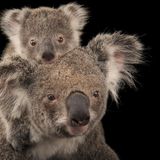 Ein Koala mit seinem Jungen