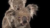 Ein Koala mit seinem Jungen