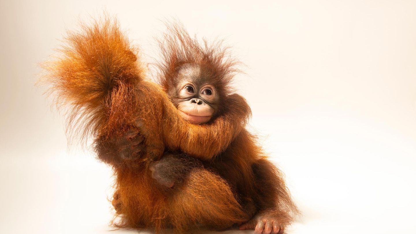 HIGHRES Orang-Utan BabiesD.J. is an 11-month-old Sumatran orangutan (Pongo abelii) and Dirgahayu “Ayu” is an 11-month-old Bornean orangutan (Pongo pygmaeus). Unfortunately, both species are critically endangered, in large part due to the palm oil cris... Zwei junge Orang-Utans