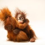 Zwei junge Orang-Utans