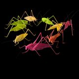 Langfühlerschrecken